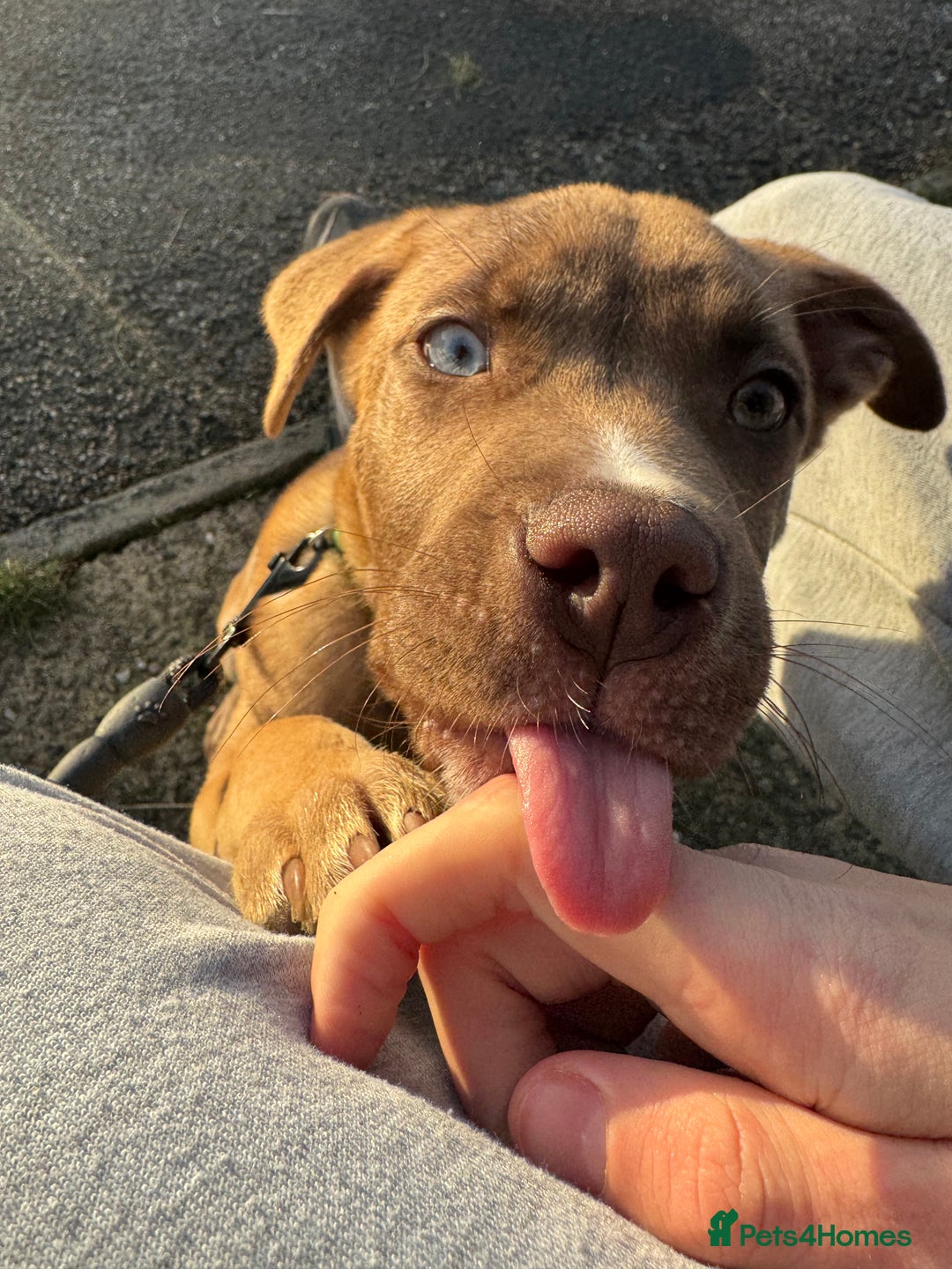 Mixed Breed dogs for sale: Male puppy for sale  - Advert 7