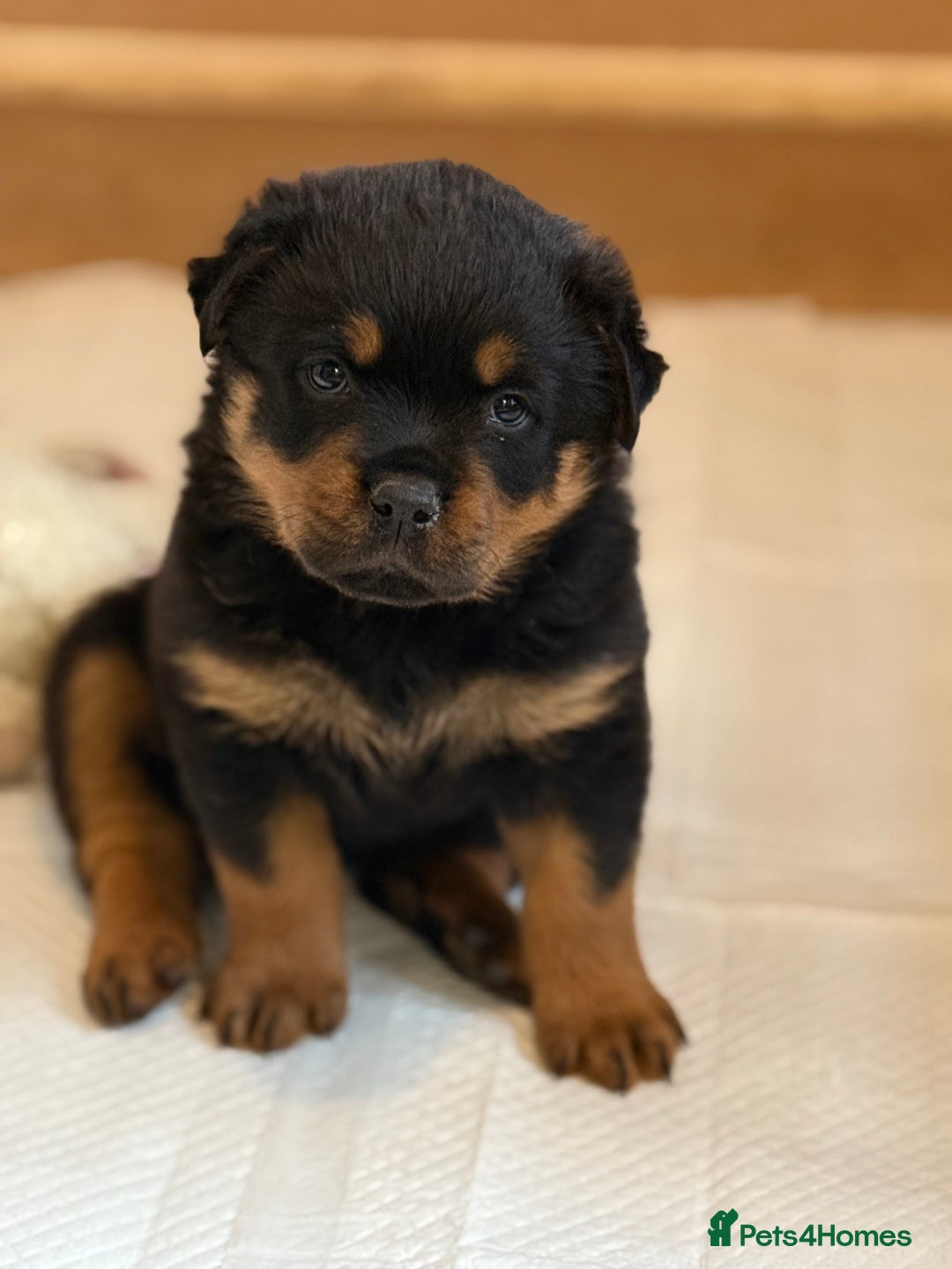 Rottweiler dogs for stud: Stunning KC registered fully health tested male   in Burnley - Advert 31