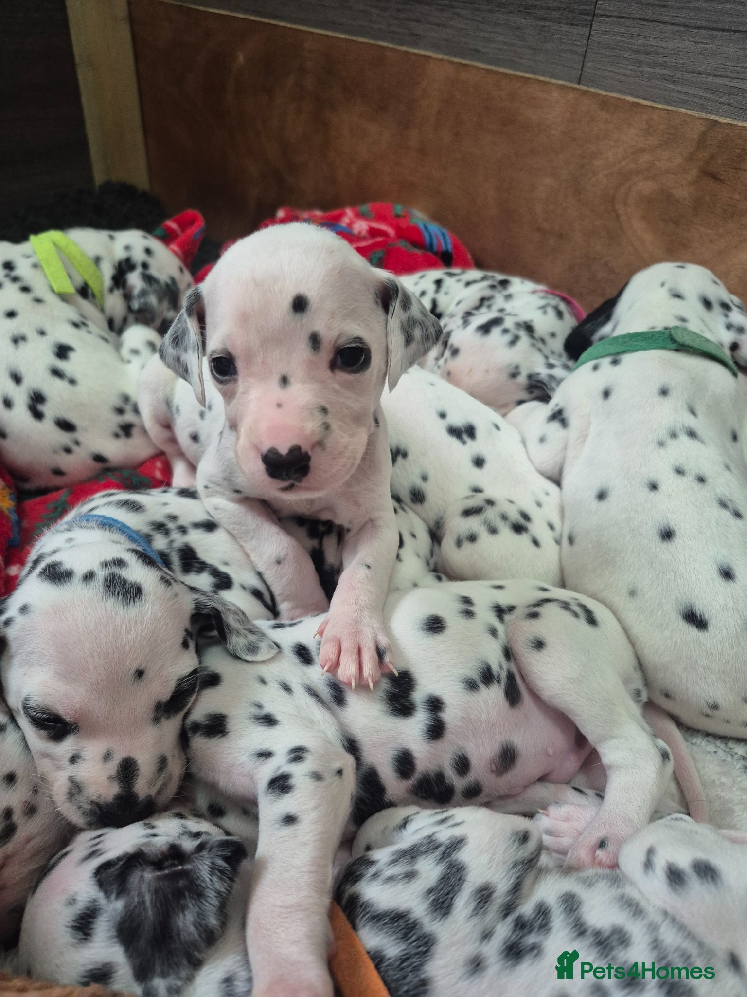 Dalmatian dogs 14 Dalmation puppies - Advert 14