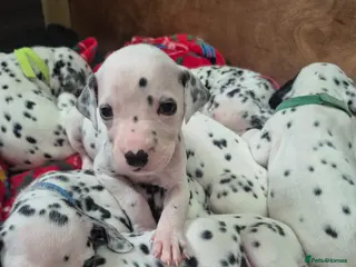 Dalmatian dogs 14 Dalmation puppies - Advert 14