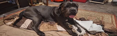 Male Blue Cane Corso 