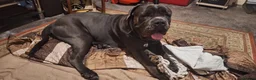 Cane Corso dogs for sale: Cane Corso Male, 20 mos. – Looking 4 Forever Home - Advert 2