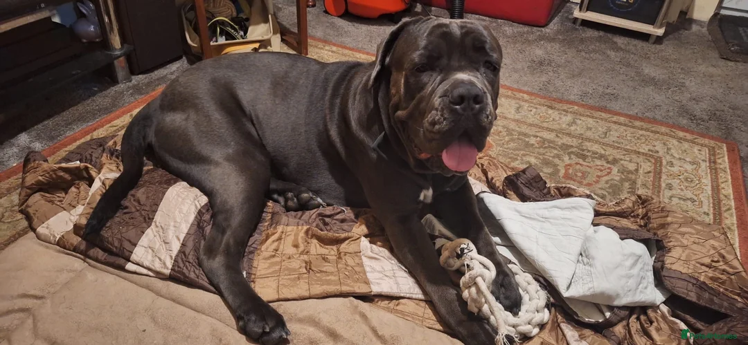 Cane Corso dogs for sale: Cane Corso Male, 20 mos. – Looking 4 Forever Home - Advert 2