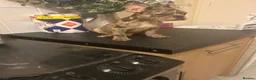 French Bulldog dogs for sale: French bulldogs for sale  - Advert 9