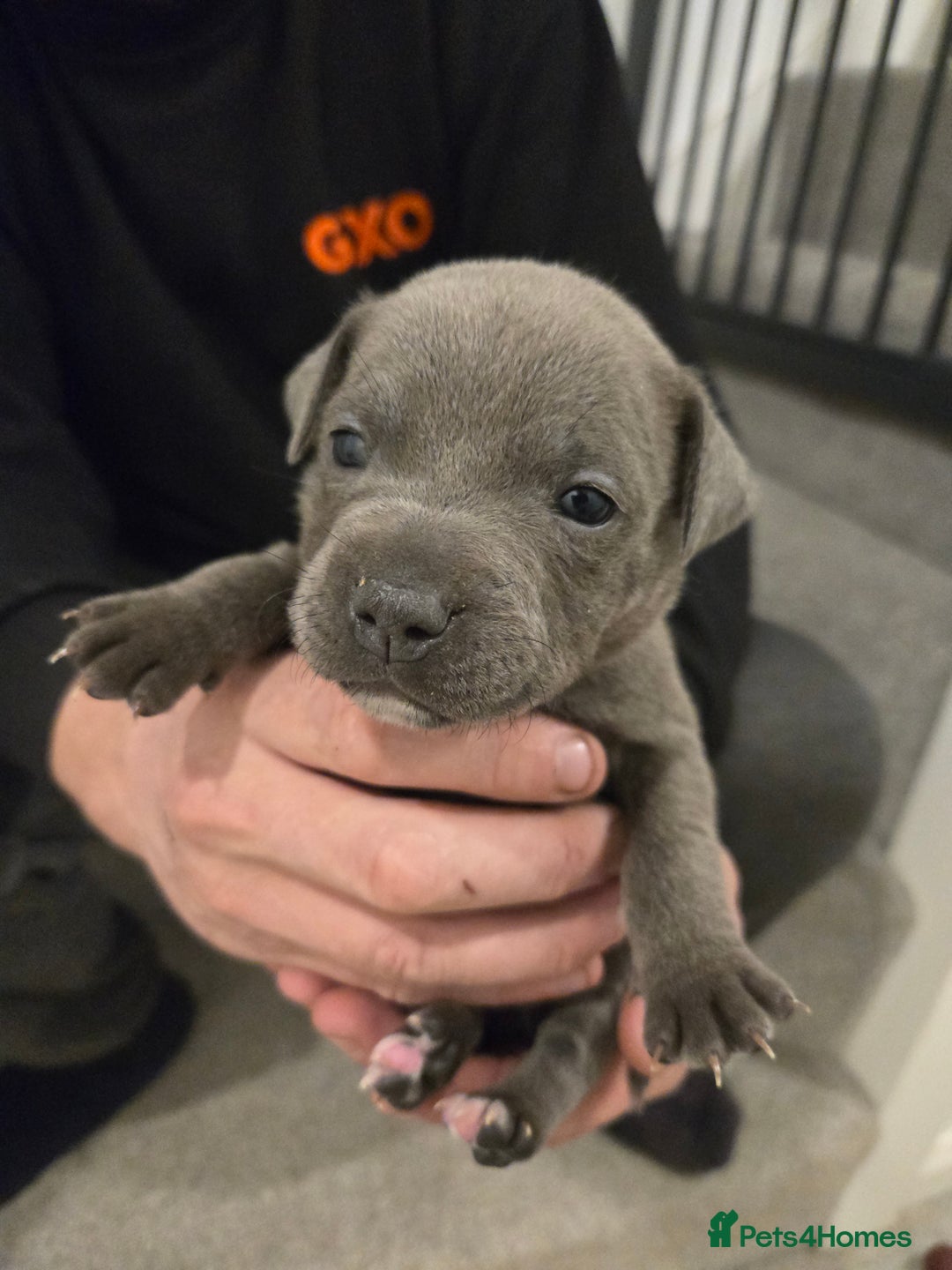 Staffordshire Bull Terrier dogs for sale: Blue Staffy Puppies 🐶 - Advert 9