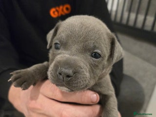 Staffordshire Bull Terrier dogs ** 's Blue Staffy Puppies 🎅🐶 - Advert 1