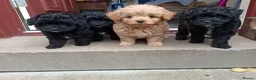 Pomapoo dogs for sale: Pomapoos  - Advert 1