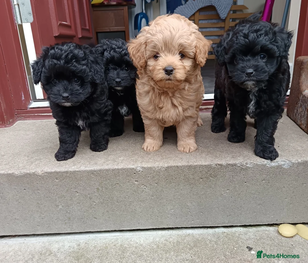 Pomapoo dogs for sale: Pomapoos  - Advert 1