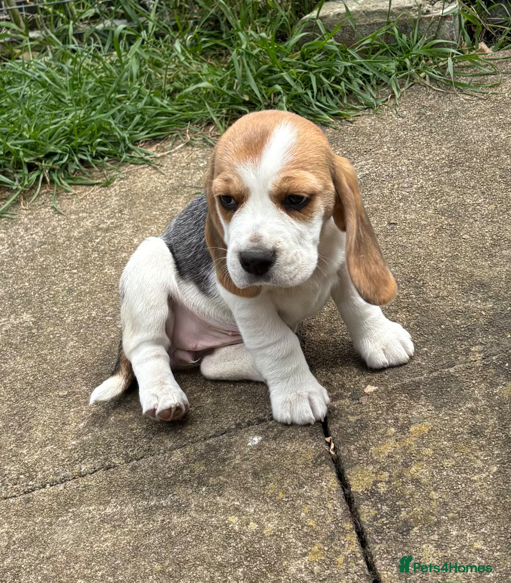 Beagle dogs Beagle Tricolour Bitch Puppy - Advert 16