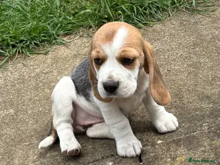 Beagle dogs Beagle Tricolour Bitch Puppy - Advert 16