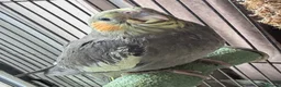 Cockatiels birds for sale: Handreared Beautiful DNA‑Tested Cockatiels  in Wigan - Advert 5