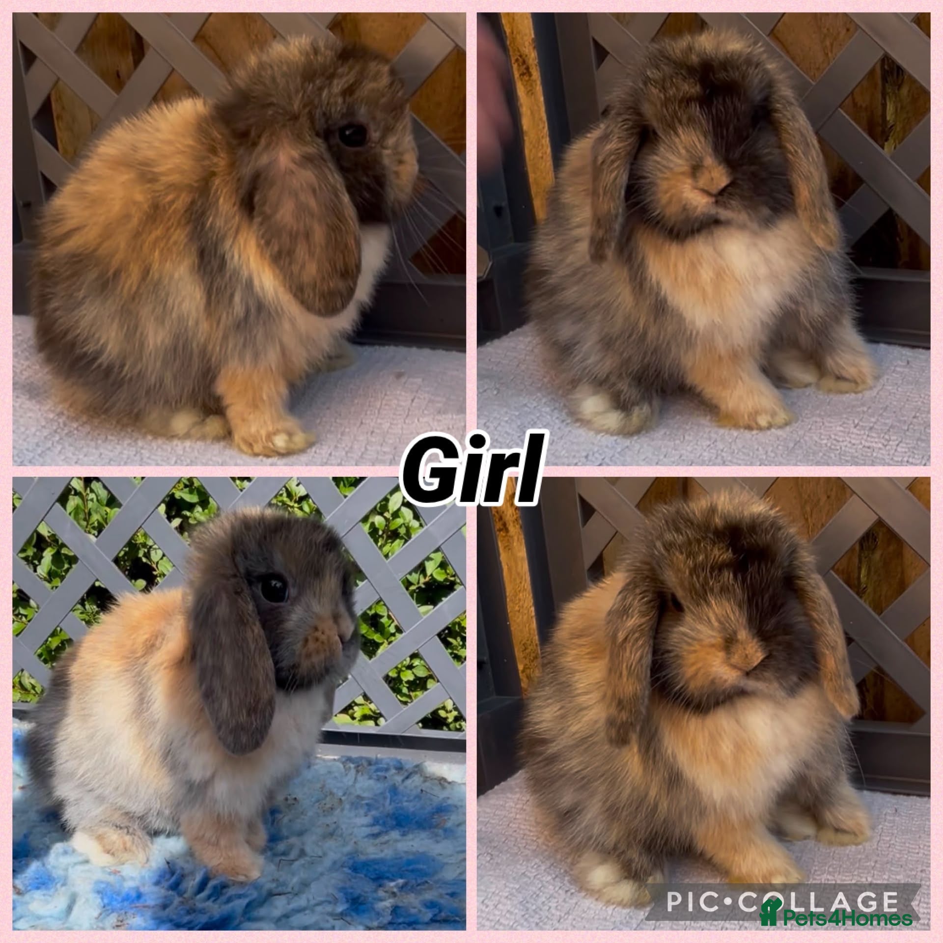 Mini Lop rabbits BEAUTIFUL PEDIGREE MINI LOP BABIES READY NOW  - Advert 1