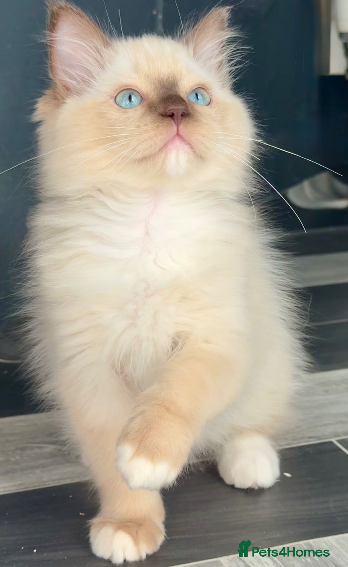 Ragdoll cats Tica chocolate mink boy  - Advert 5
