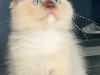 Ragdoll cats Tica chocolate mink boy - Advert 5