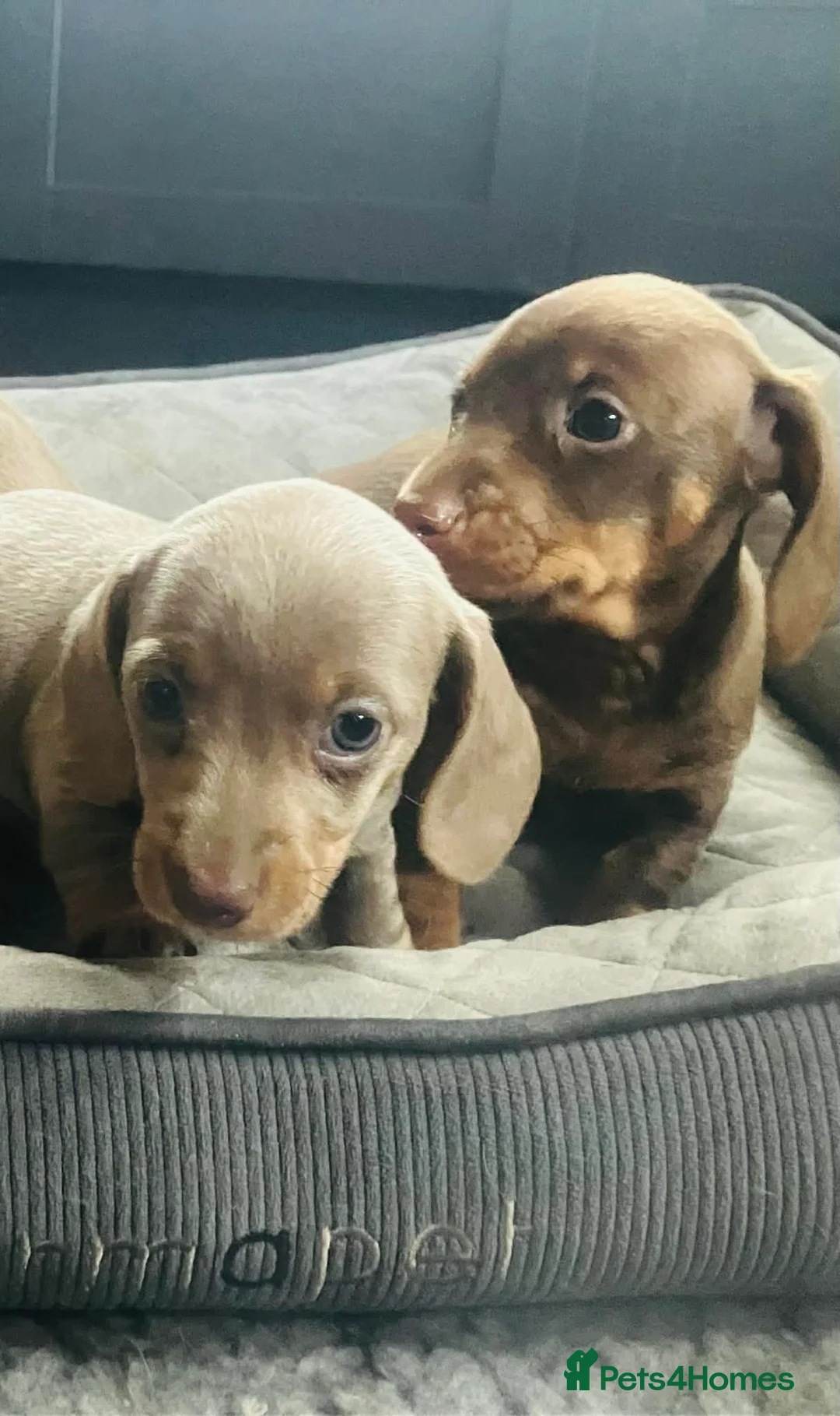 Miniature Dachshund dogs for sale: PRA Cord 1, DM, OI Clear Miniature Dachshund Pups - Advert 17