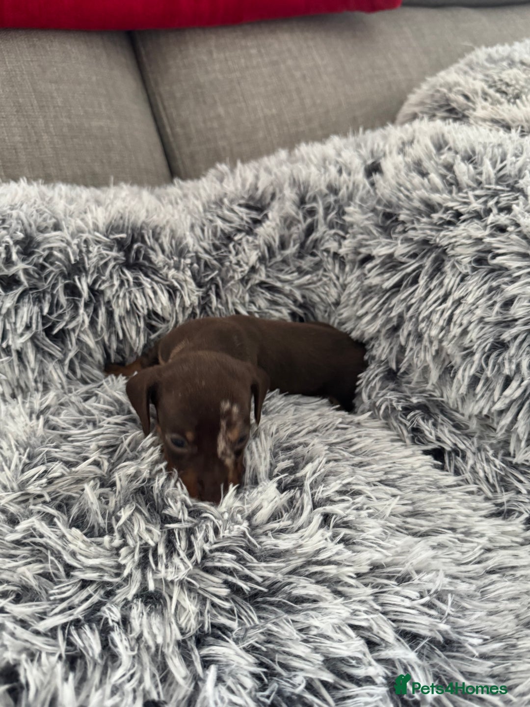 Miniature Dachshund dogs for sale: Miniature Dachshund puppies - Image 4