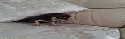 Chihuahua dogs for sale: Chihuahua puppies forsale only Girl puppy left in Hinckley - Advert 3