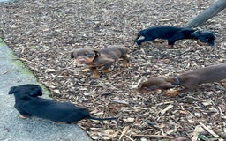 Dobermann dogs for sale: Doberman pups - Advert 10