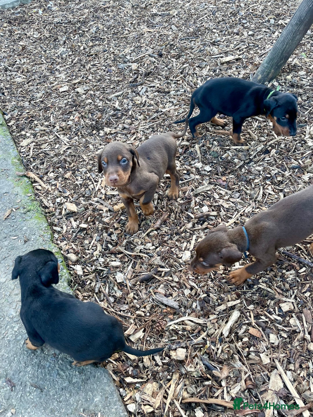 Dobermann dogs for sale: Doberman pups - Advert 10