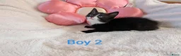 Mixed Breed cats for sale: Beautiful fluffy kittens for sale  - Advert 13
