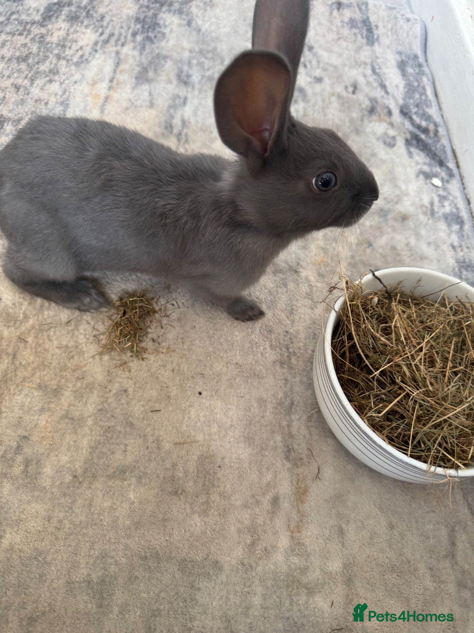 Mixed Breed rabbits Good rabbit male named Bonnie  - Advert 2
