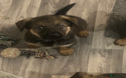 Mixed Breed dogs for sale: Mixed big family dogs  - Image 2