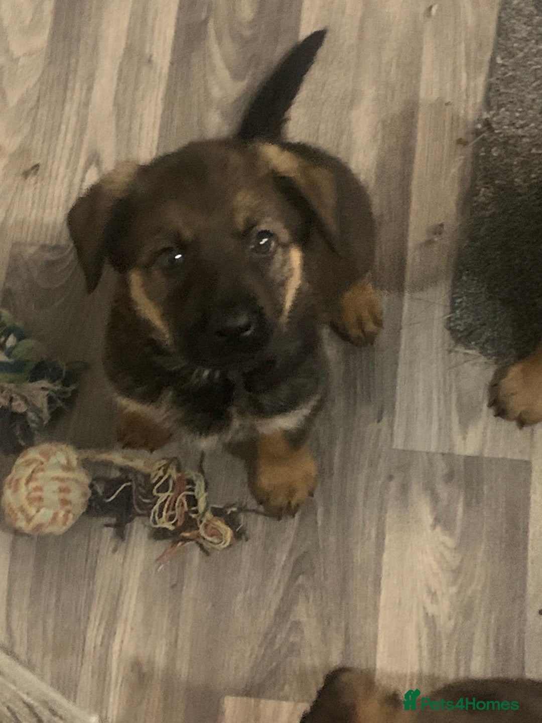 Mixed Breed dogs for sale: Mixed big family dogs  - Image 2