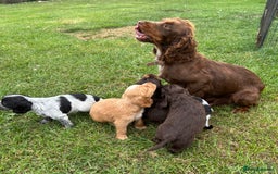 Cocker Spaniel dogs for sale: GORGEOUS WORKING COCKER PUPS - Image 29