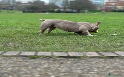 American Bully dogs for sale: American Pocket Bully - Image 6