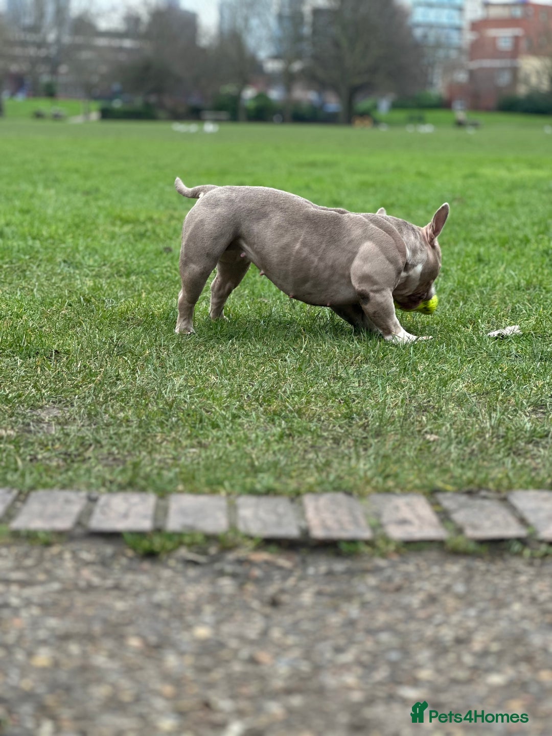 American Bully dogs for sale: American Pocket Bully - Image 6