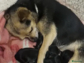 Chihuahua dogs Beautiful long and short haired chihuahua puppys - Advert 5