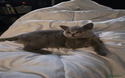 British Shorthair cats for sale: Female British shorthair  - Image 5