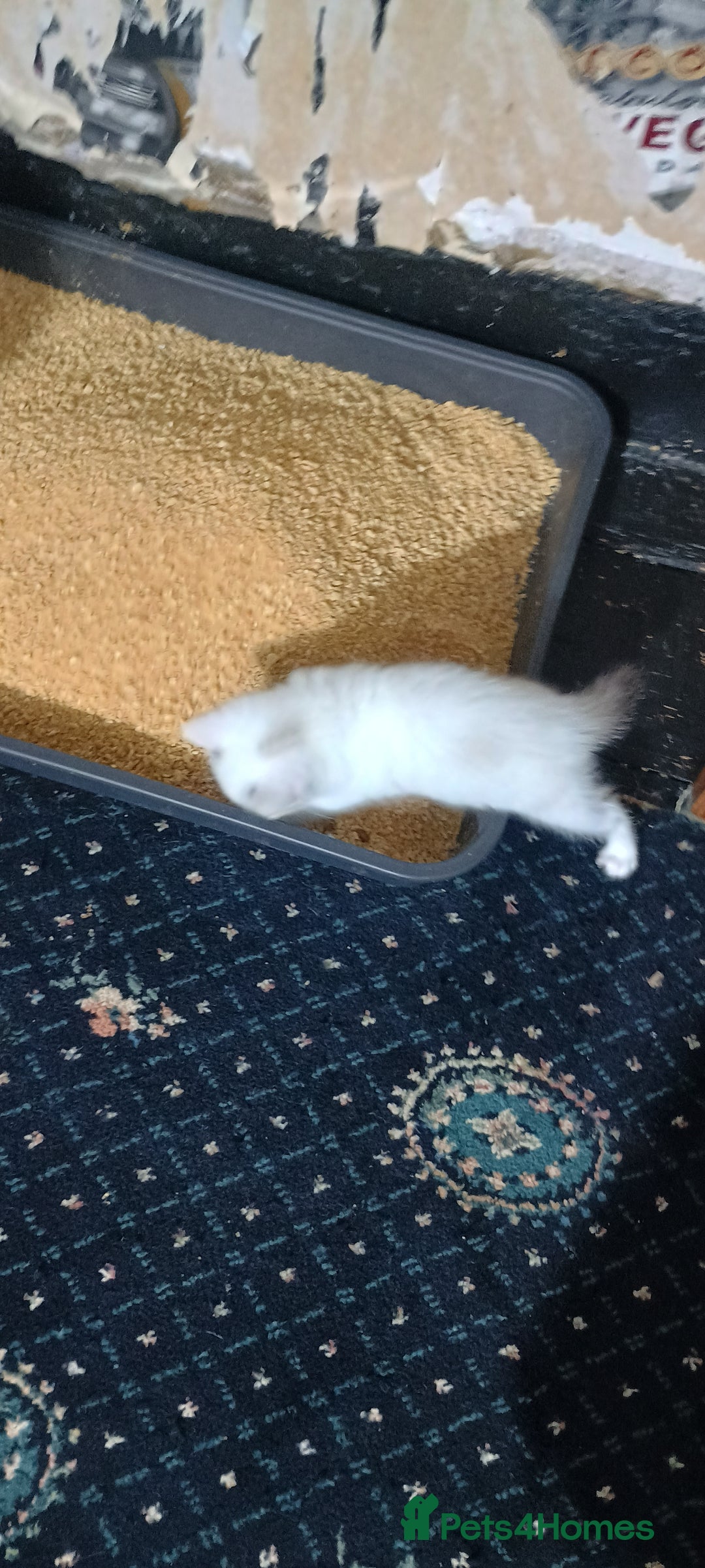 Ragdoll cats for sale: 3 quarters RAGDOLL KITTENS FOR SALE £150 - Image 17