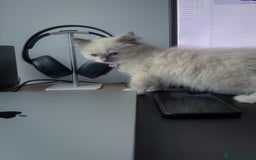 Ragdoll cats for sale: Playful Indoor Cat Kiki-Fully Vaccinated & Healthy - Image 8