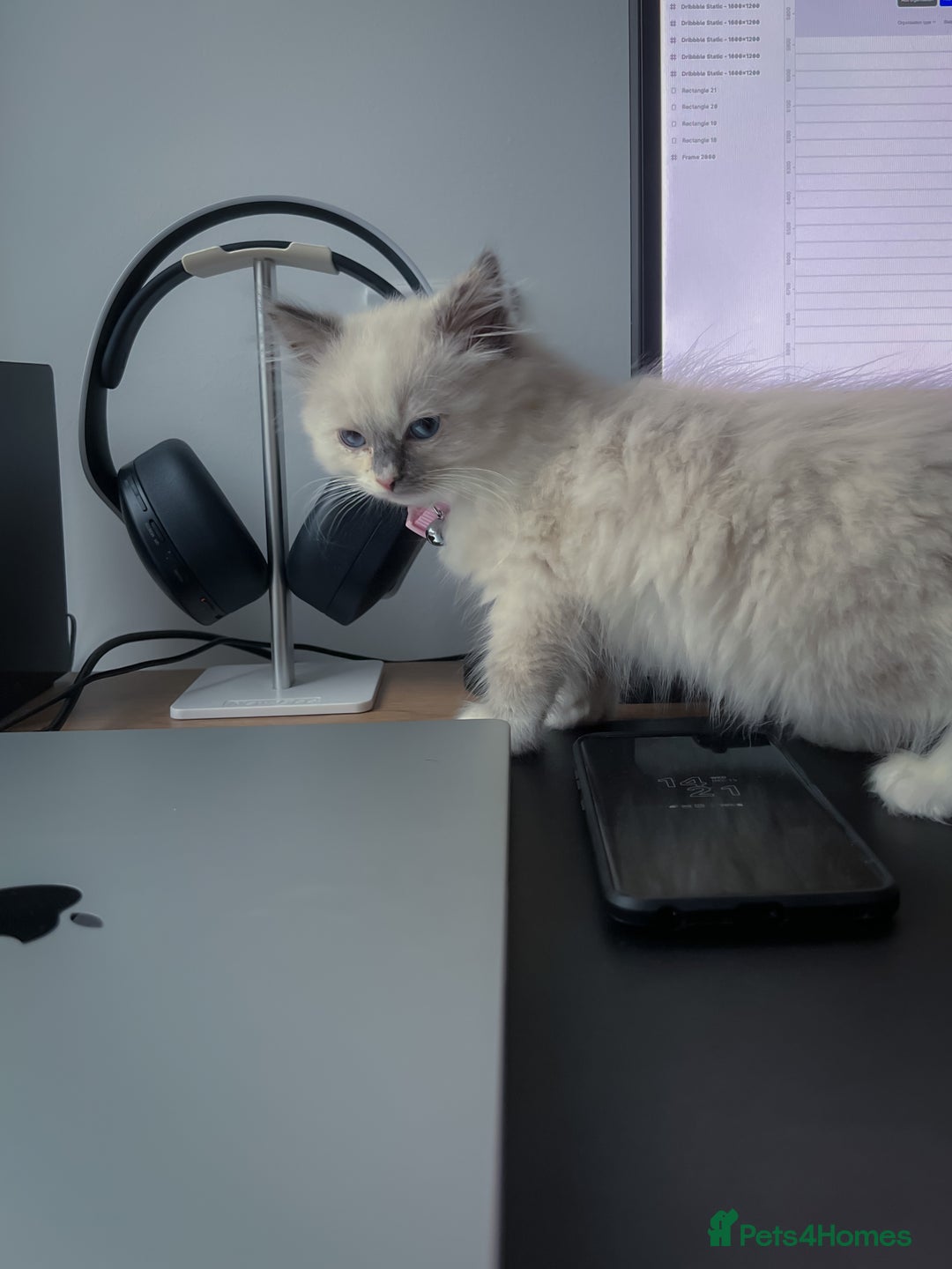 Ragdoll cats for sale: Playful Indoor Cat Kiki-Fully Vaccinated & Healthy - Image 8