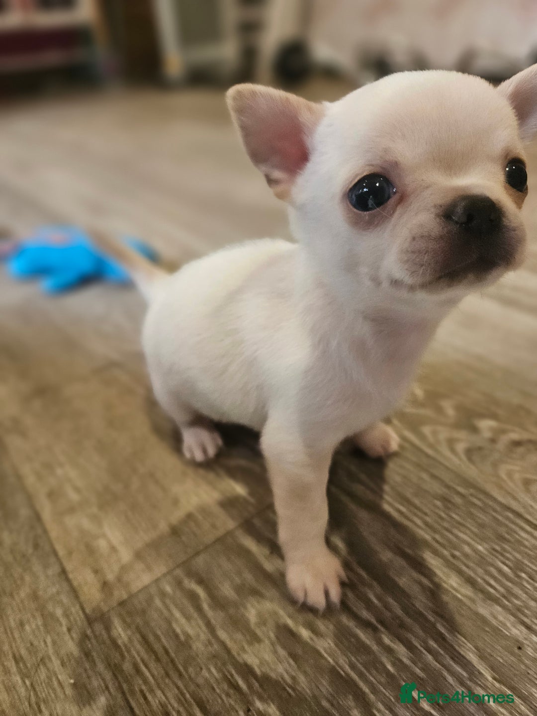 Chihuahua dogs for sale: Teeny Chihuahua Pup   - Image 7