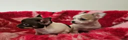 Chihuahua dogs for sale: Adorable Chihuahua puppies - Advert 4