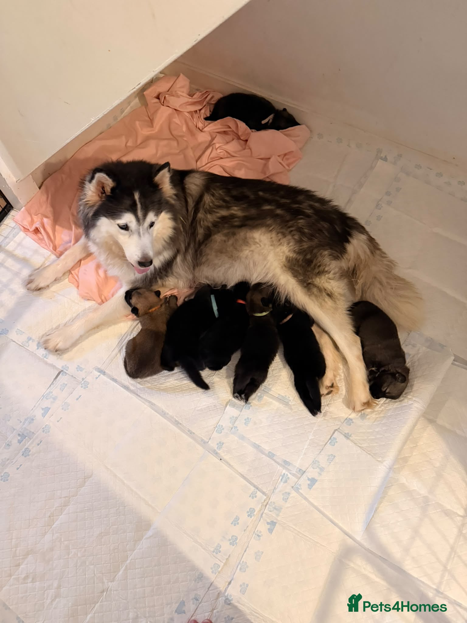 Shepsky dogs Shepski puppies  - Advert 6