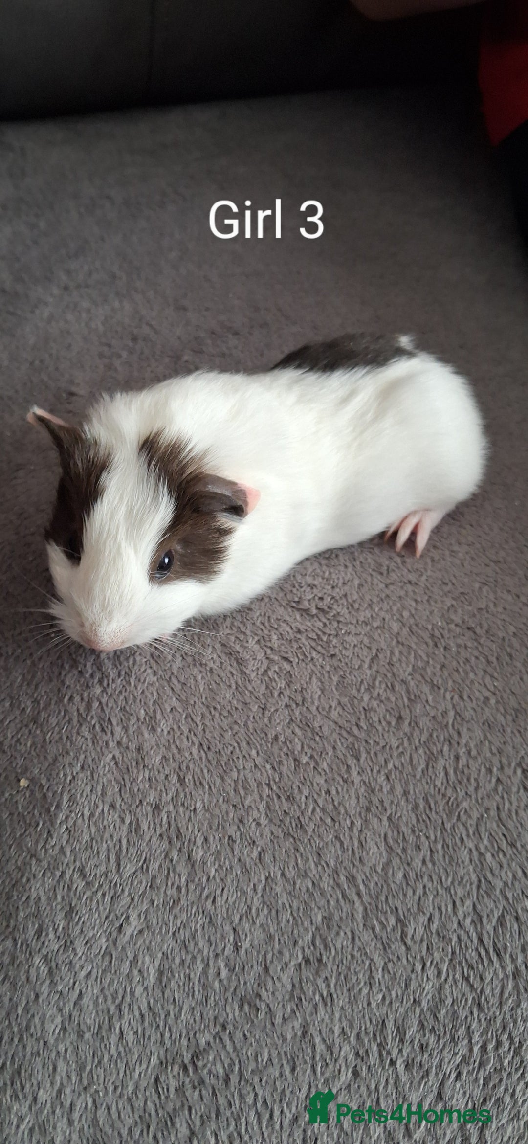 Guinea Pig rodents for sale: 3 girls 5 boys ready to leave - Image 11