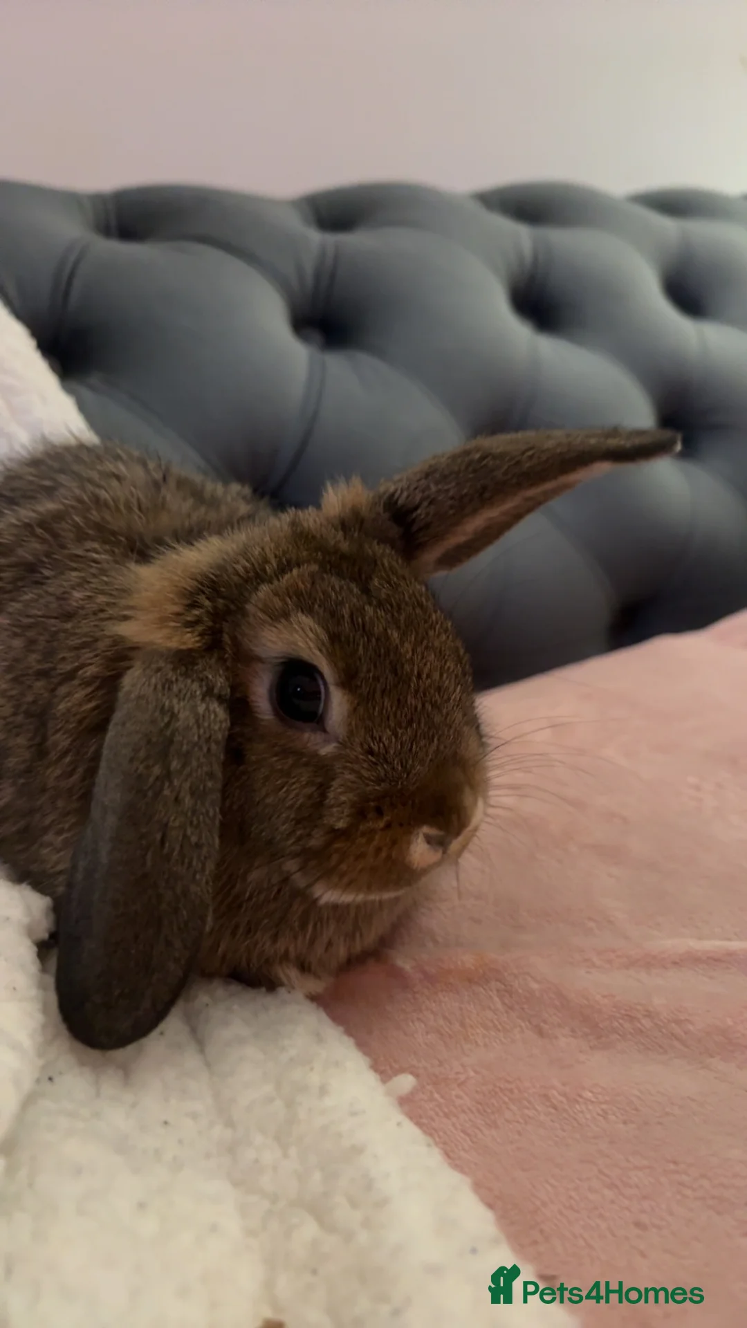 Mini Lop rabbits for sale: 3 calm lops for sale need gone urgently ready now - Advert 1