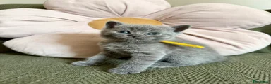 Yellow Collar