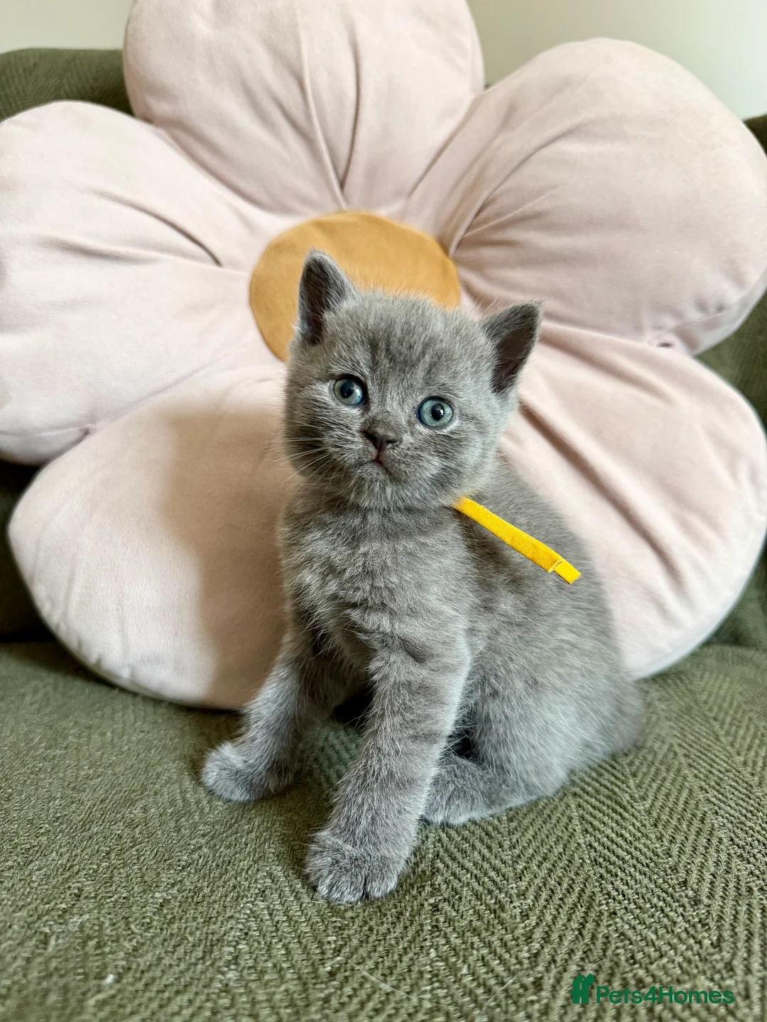 British Shorthair cats for sale: Beautiful Lilac British Shorthair Kittens - Advert 17