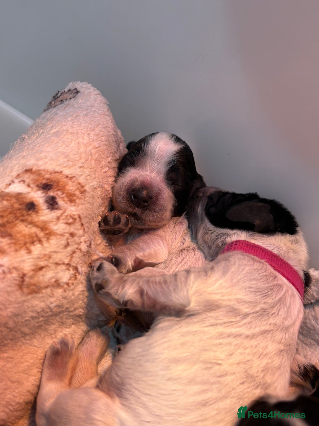 Cocker Spaniel dogs for sale: True show type male.  - Image 4