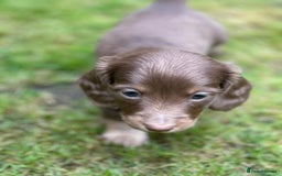 Miniature Dachshund dogs for sale: Kc Reg Long Haired Miniture Dachshund Puppies - Image 4