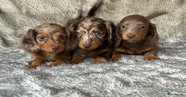 Miniature Dachshund dogs - Advert 3