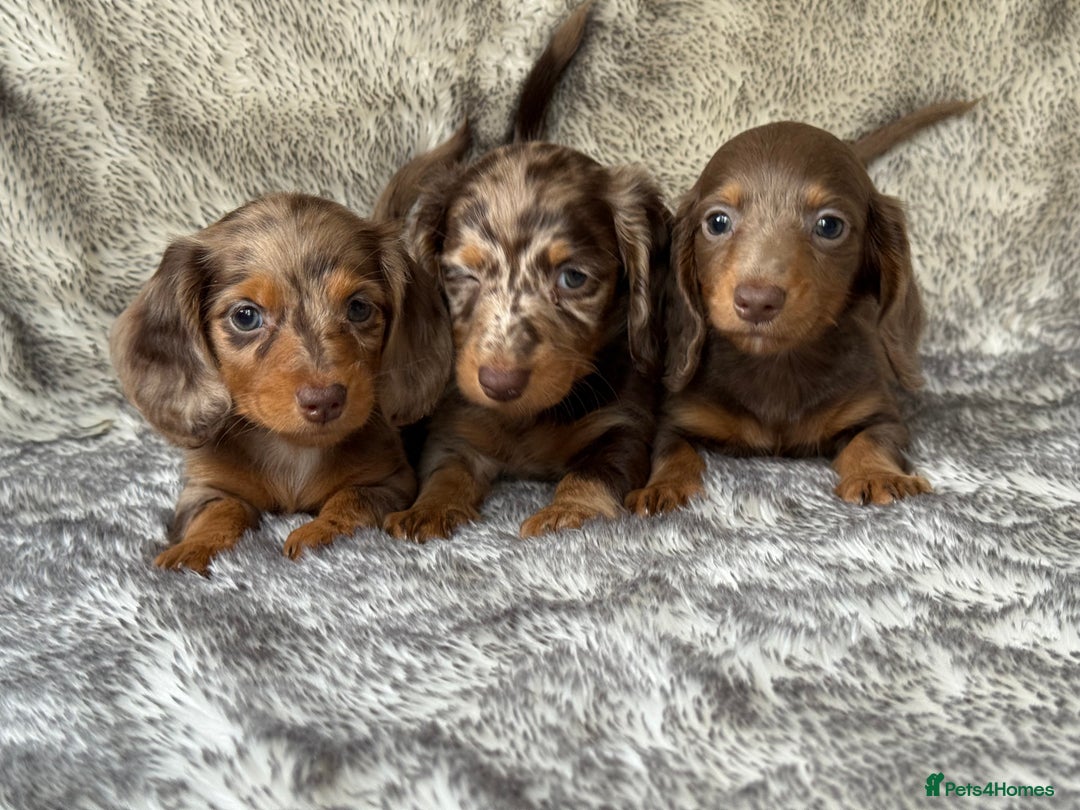 Miniature Dachshund dogs for sale: ⭐️ long haired minature dachshunds ⭐️ - Image 2