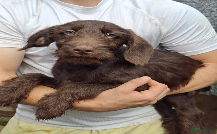 Labradoodle dogs in South Shields - Advert 14