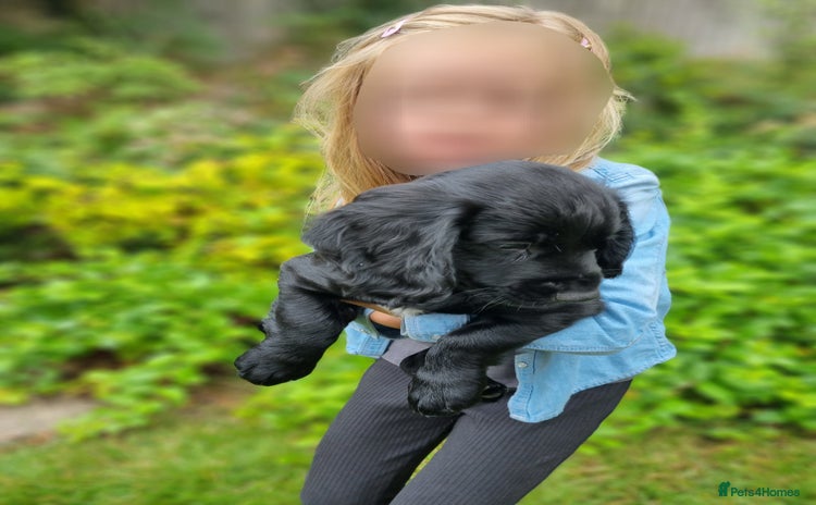 Cocker Spaniel dogs - Advert 8