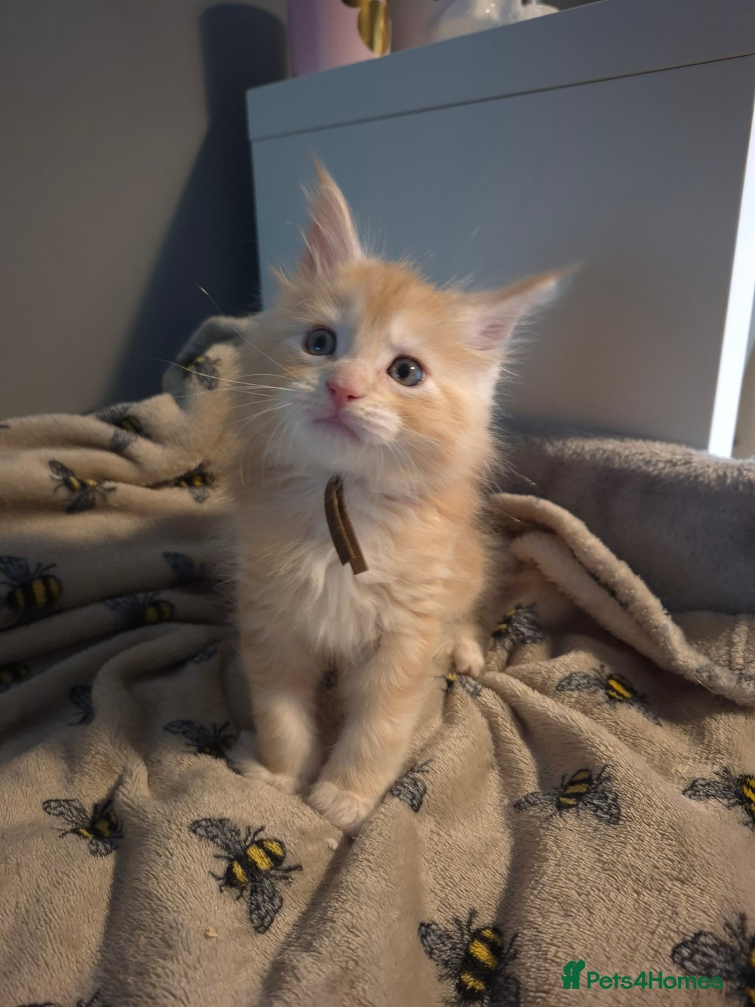 Maine Coon cats for sale: Gorgeous maine coon kittens - Image 3