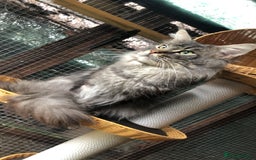 Maine Coon cats for stud: Active Tica duel Gccf Maine Coons in Grantham - Image 20
